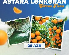 Lənkəran Astara sitrus turu