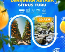 Lənkəran Astara sitrus turu