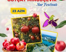 Göyçay Nar Festivalı