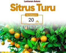 Lənkəran Astara sitrus turu