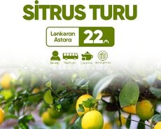 Lənkəran Astara sitrus turu