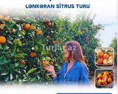 Cənubu birlikdə tanıyaq: Lənkəran Sitrus Festival turu