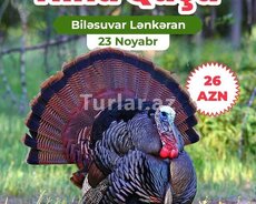 Biləsuvar hind quşu festivalı