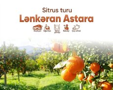 Lənkəran Astara sitrus turu ilə səyahət