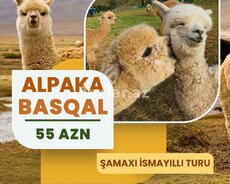 Şamaxı Alpaka İsmayıllı Lahıca səyahət